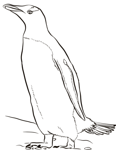 Gentoo Penguin Coloring Page